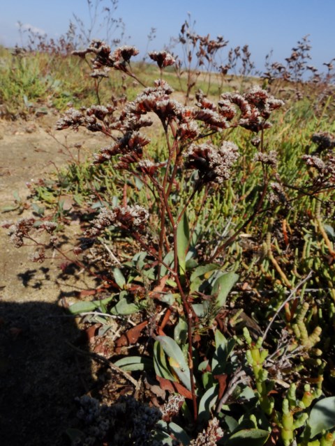 limonium auriculiursifolium La Franqui 03 10 14 (196) [640x480].JPG