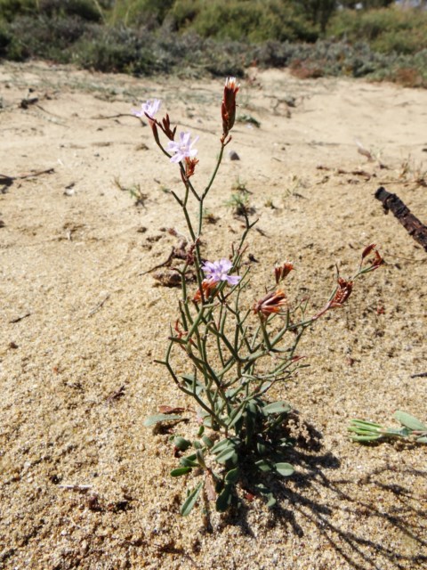 Limonium virgatum La Franqui 03 10 14 (194) [640x480].JPG