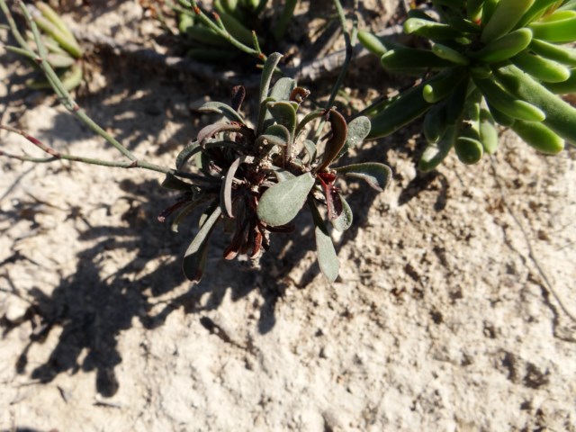 Limonium virgatum Leucate 03 10 14 (103) [640x480].JPG