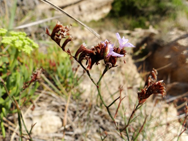 Limonium virgatum Leucate 03 10 14 (107) [640x480].JPG