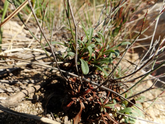 Limonium virgatum Leucate 03 10 14 (110) [640x480].JPG
