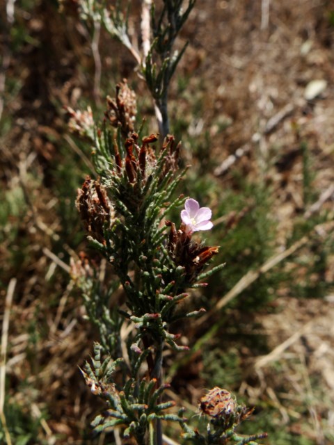 Myriolonium ferulaceum La Franqui 03 10 14 (138) [640x480].JPG