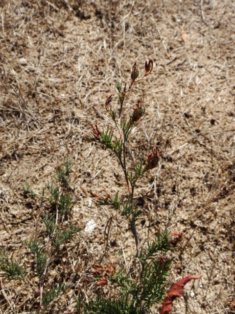 Myriolonium ferulaceum La Franqui 03 10 14 (139) [640x480].JPG