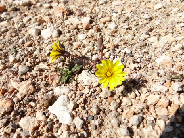 Taraxacum section scariosa Leucate 03 10 14 (95) [640x480].JPG