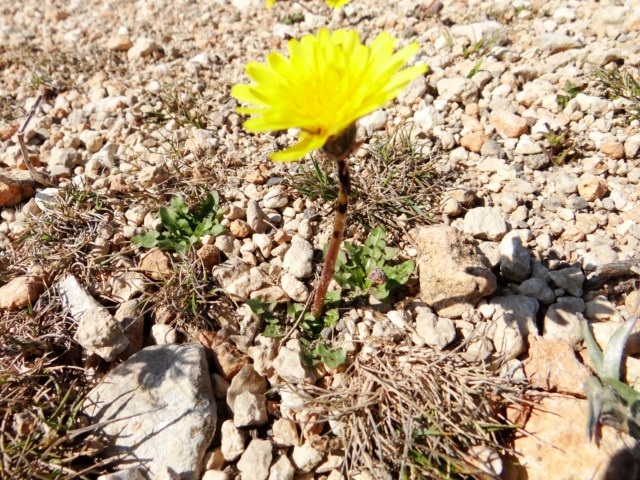 Taraxacum section scariosa Leucate 03 10 14 (112) [640x480].JPG