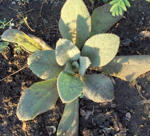 rosette7 [50%].jpg