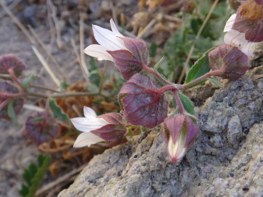 Campanula pallida var tibetica (Campanulaceae).jpg