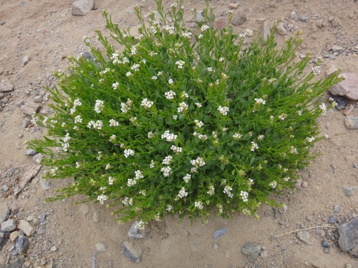 Christolea crassifolia-BONGTHUKPA (Brassicaceae).jpg