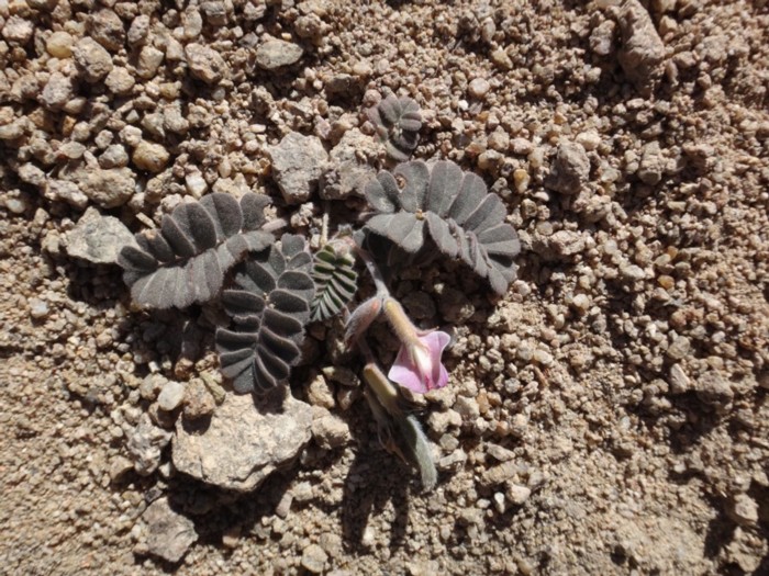 Chesneya cuneata (Fabaceae).jpg