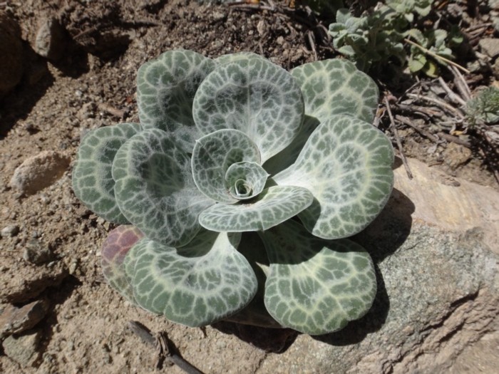 Dictyolimon macrorrhabdos (Plumbaginaceae).jpg