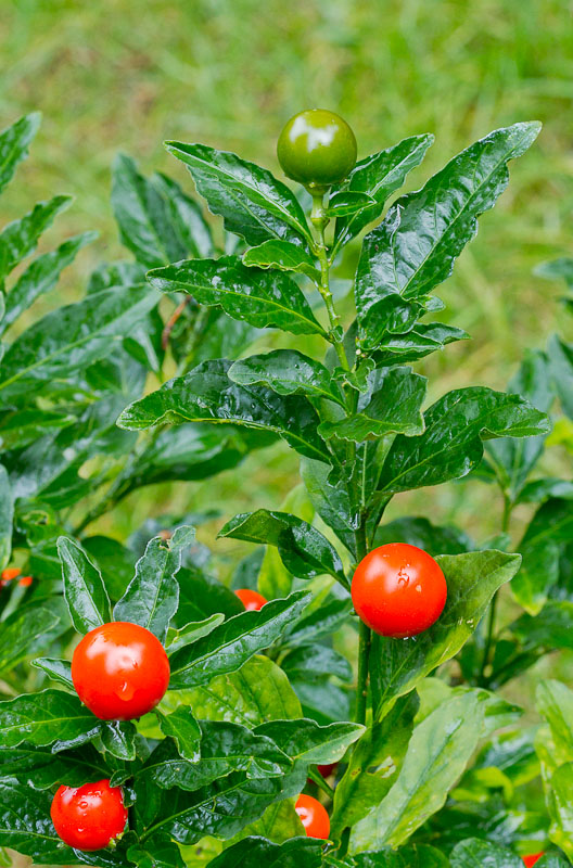Solanum-pseudocapsicum1.jpg