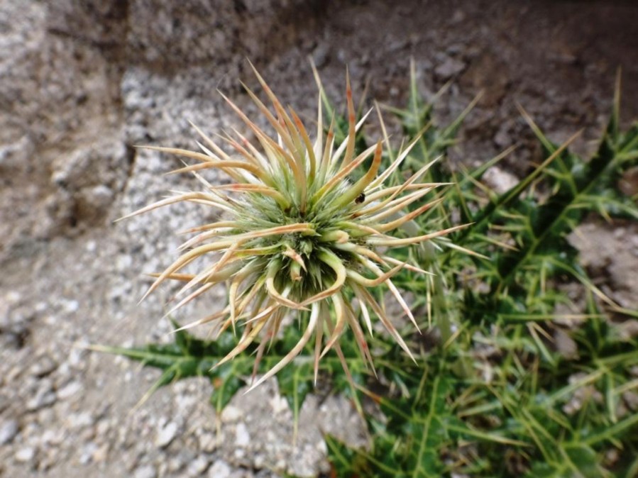 Echinops cornigerus-AKHZEYMA (Asteraceae).jpg