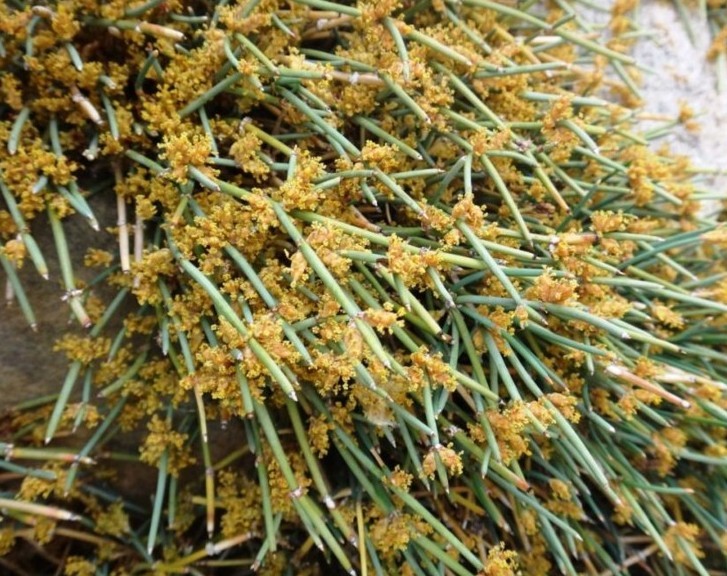Ephedra gerardiana-TSEPAT (Ephedraceae).jpg