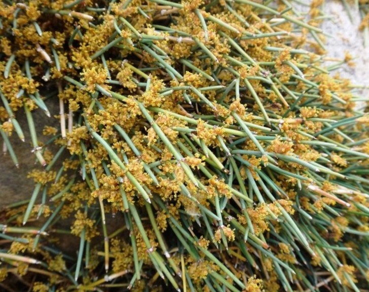 Ephedra gerardiana-TSEPAT (Ephedraceae).jpg