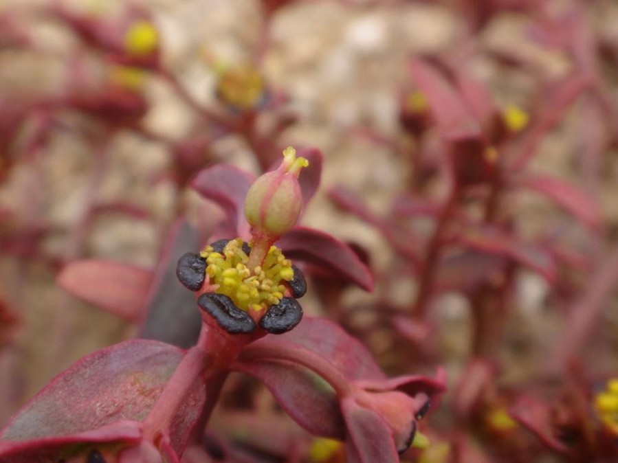 Euphorbia tibetica-TAKRI MENTOK (Euphorbiaceae).jpg