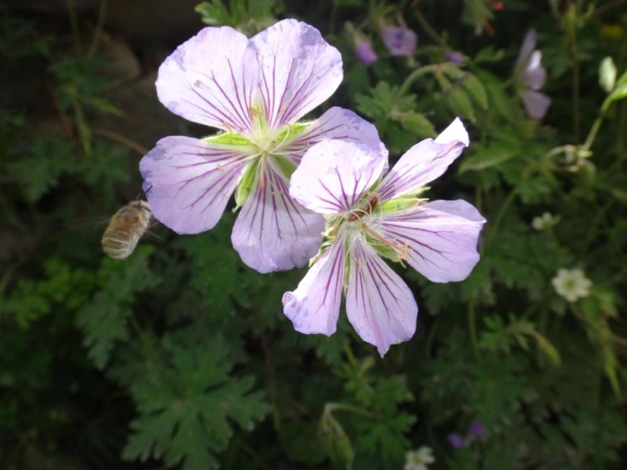 Geranium clarkei (Geraniaceae).jpg