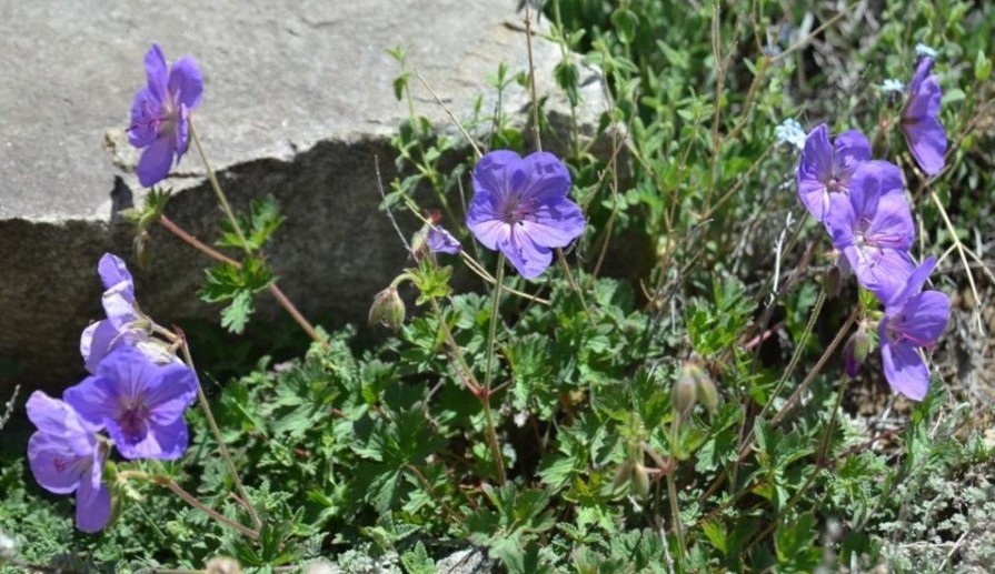 Geranium regelii (Geranaiaceae).jpg