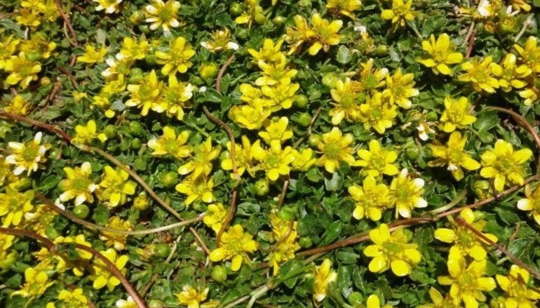 Halerpestes lancifolia (Ranunculaceae).jpg