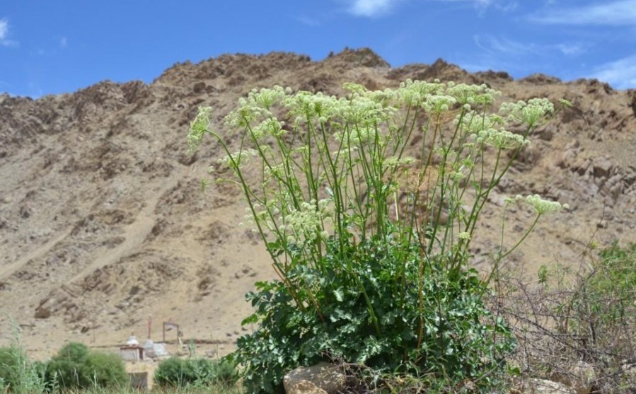 Heracleum pinnatum-SRISMO MENTOK (Apiaceae).jpg