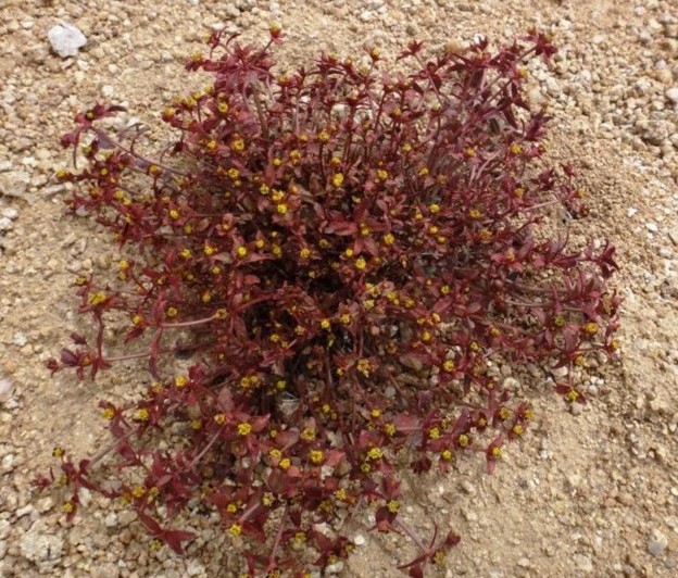 Euphorbia tibetica-TAKRI MENTOK (Euphorbiaceae) 01b.jpg