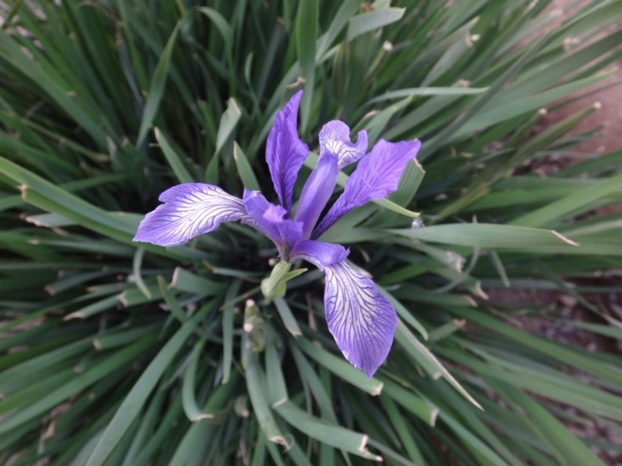 Iris sintenisii-TRASMAY MENTOK (Iridaceae) 03.jpg