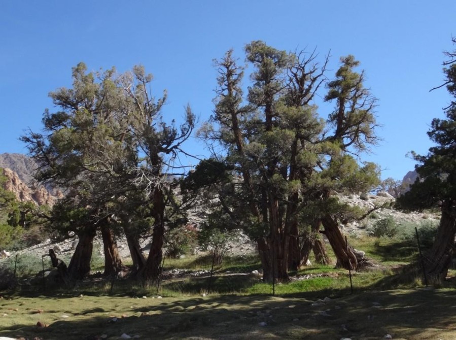 Juniperus semiglobosa-SHUKPA (Cupressaceae) 01.jpg