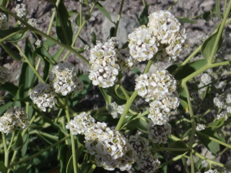 Lepidium obtusum-GAPRA (Brassicaceae) 04.jpg