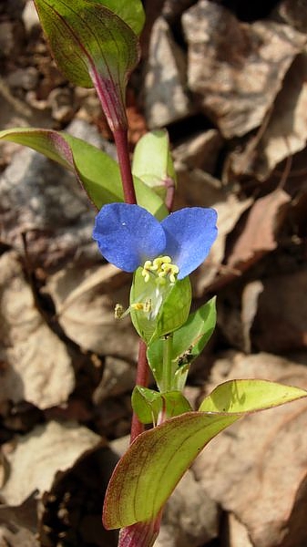 Tradescantia.jpg