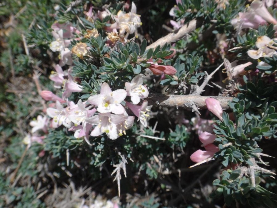 Lonicera spinosa-KHESRHAK (Caprifoliaceae) 03.jpg