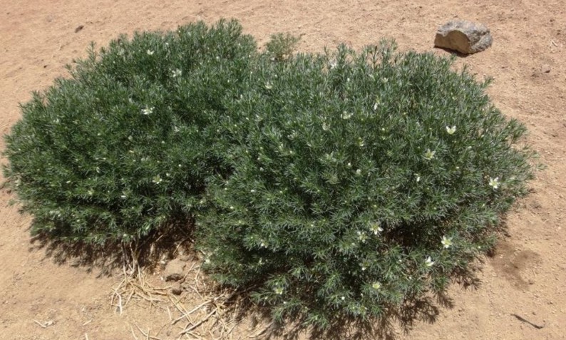 Peganum harmala-KHACHUTSE (Zygophyllaceae) 01.jpg