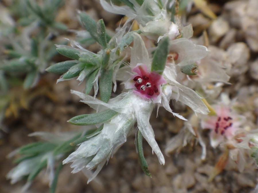 Polygonum paronychioides (Polygonaceae) 03.jpg