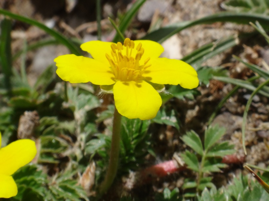 Potentilla anserina-TOMAY MENTOK (Rosaceae) 03.jpg