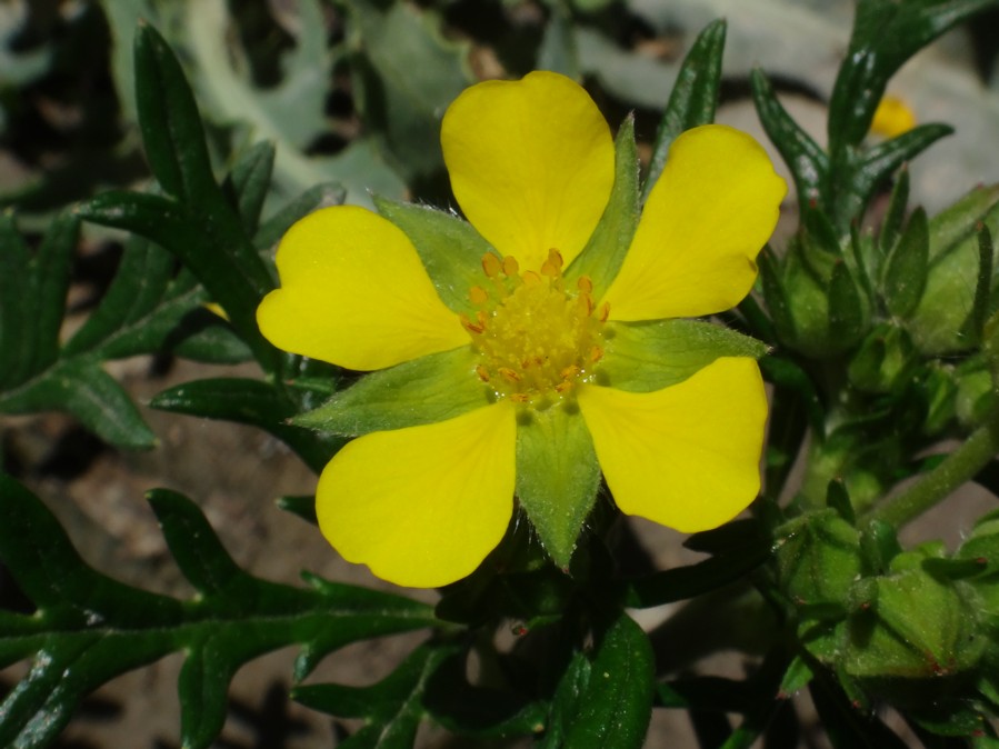 Potentilla plurijuga-SPANG MENTOK (Rosaceae) 03.jpg