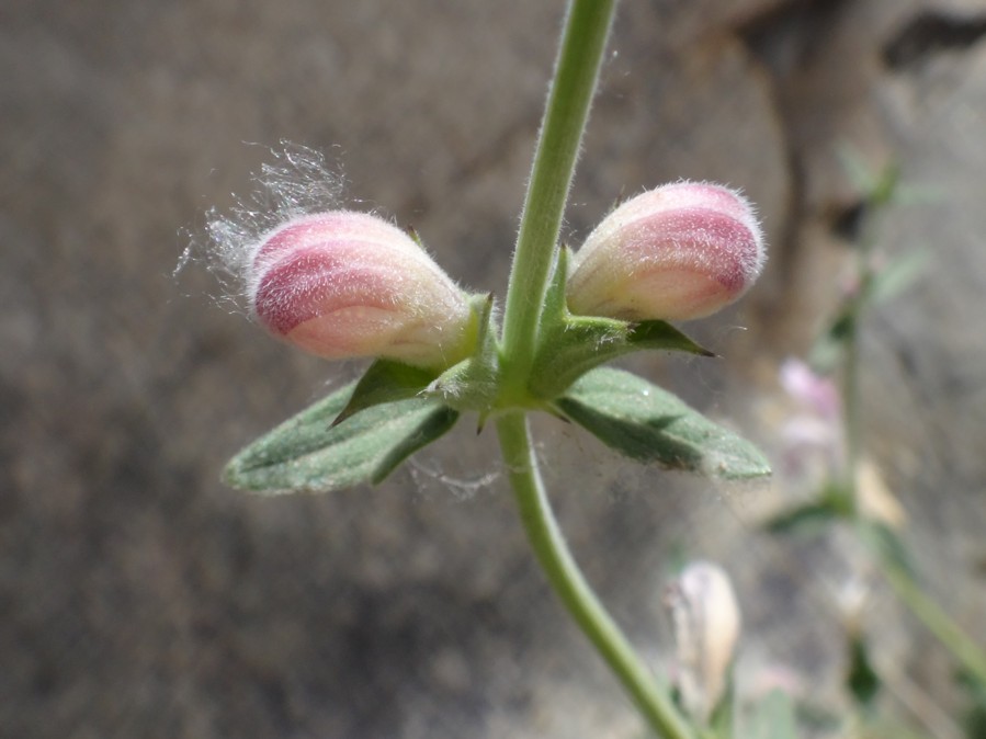 Stachys tibetica-YAKZAS (Lamiaceae) 01.jpg