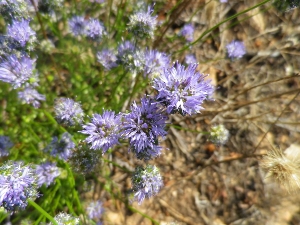 IMGP2015 (300x225).jpg