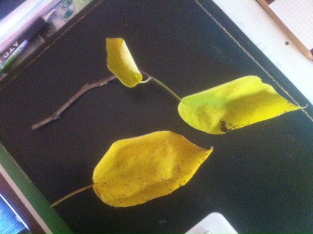photo(10).JPG