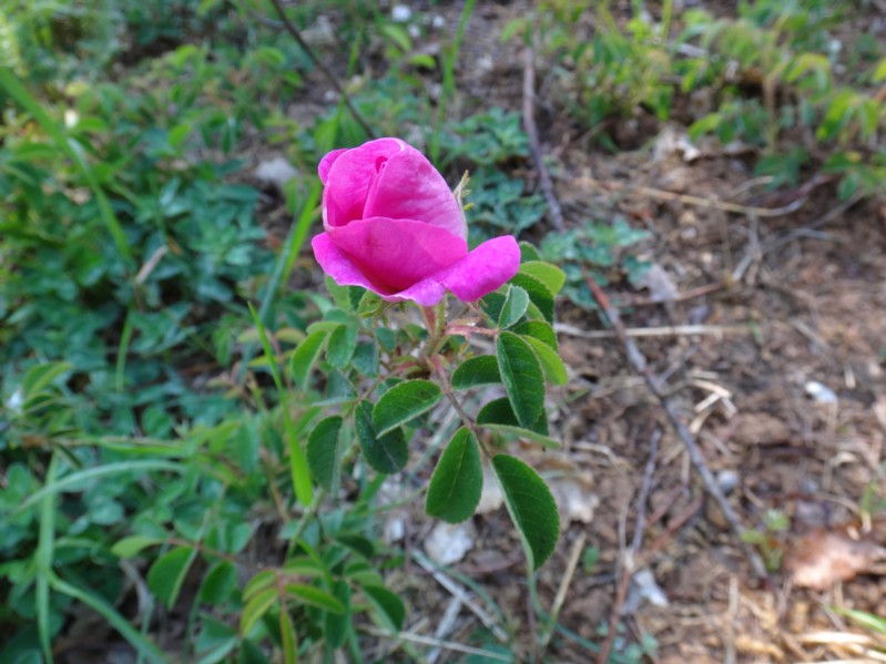 05 Rosa gallica.jpg