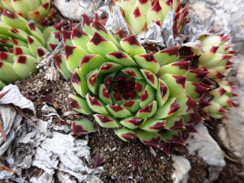 08 Sempervivum calcareum.jpg