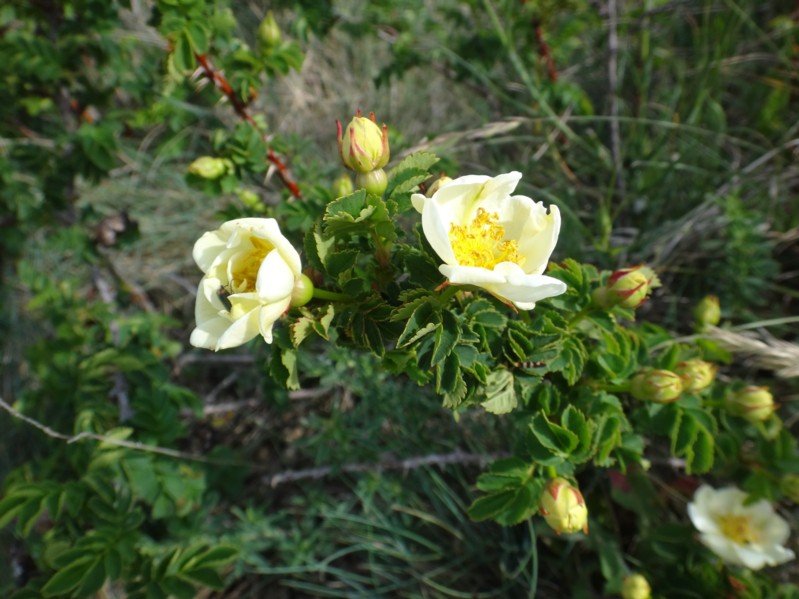 09 Rosa pimpinellifolia.jpg
