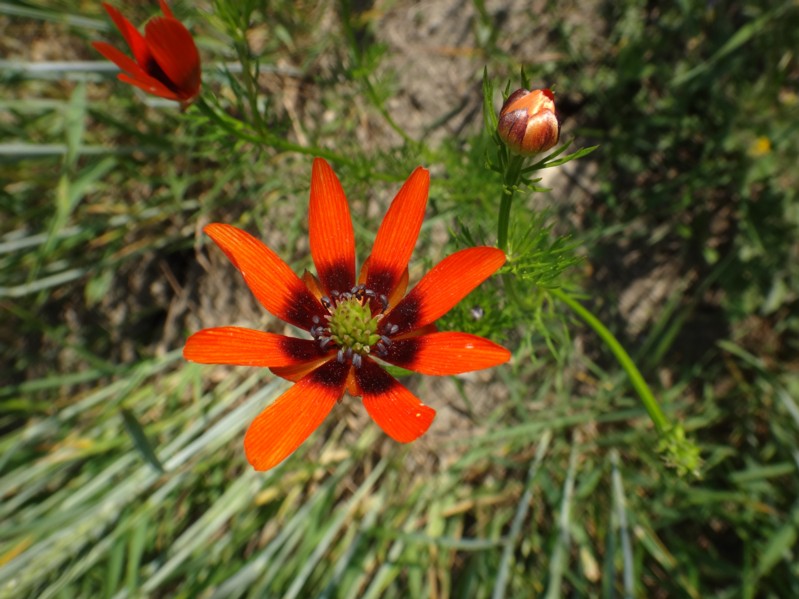 10 Adonis aestivalis.jpg