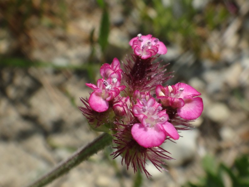 11 Turgenia latifolia.jpg