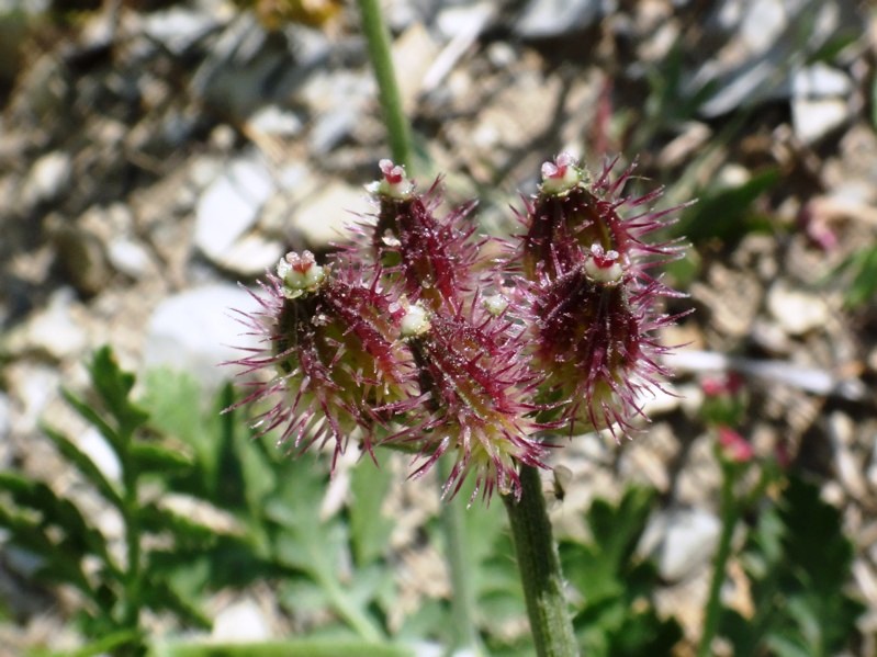 12 Turgenia latifolia.jpg