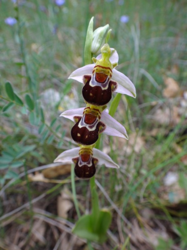 14 Ophrys apifera.jpg