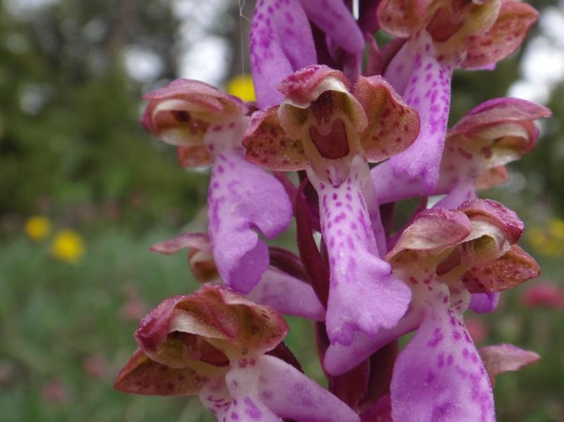 15 Orchis spitzelii.jpg