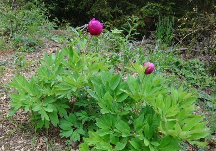 16 Paeonia officinalis.jpg