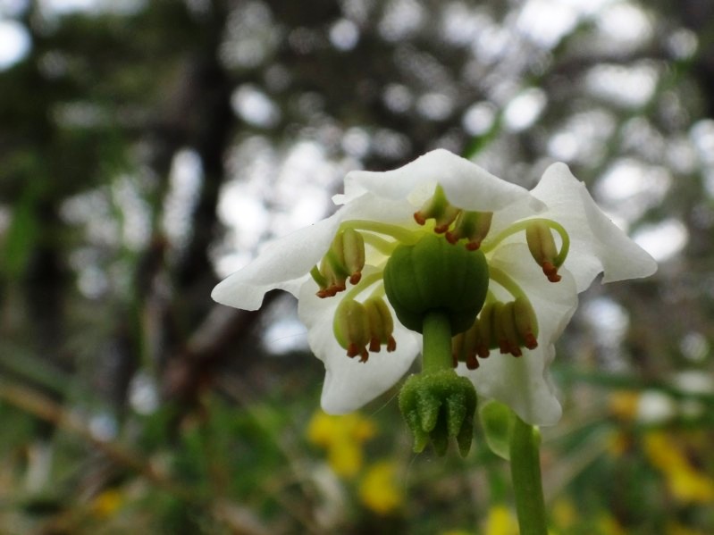 17 Moneses uniflora.jpg