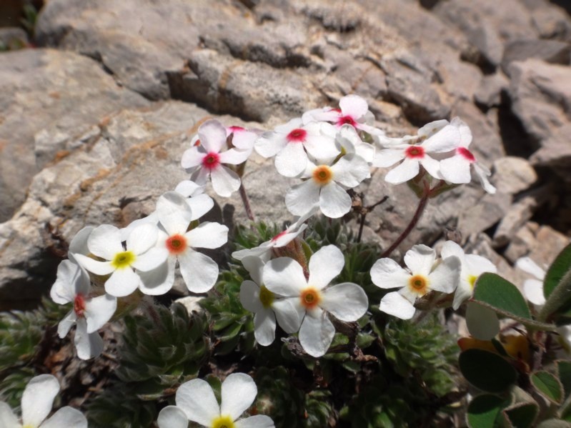 19 Androsace villosa.jpg