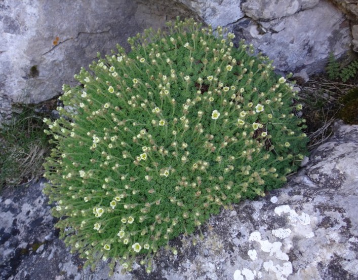 20 Saxifraga exarata subsp delphinensis.jpg