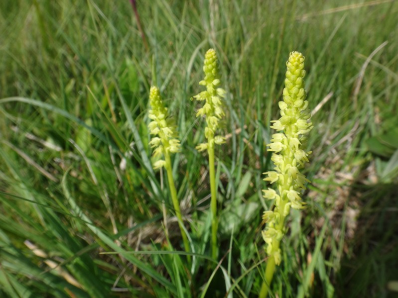 21 Herminium monorchis.jpg