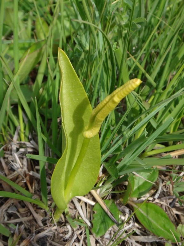 22 Ophioglossum vulgatum.jpg